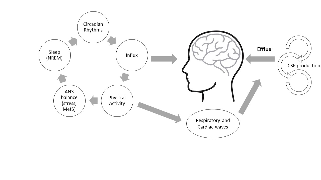 Effect of lifestyle choices on Cerebrospinal Fluid (CSF) pulsations Journal of Applied Consciousness Studies