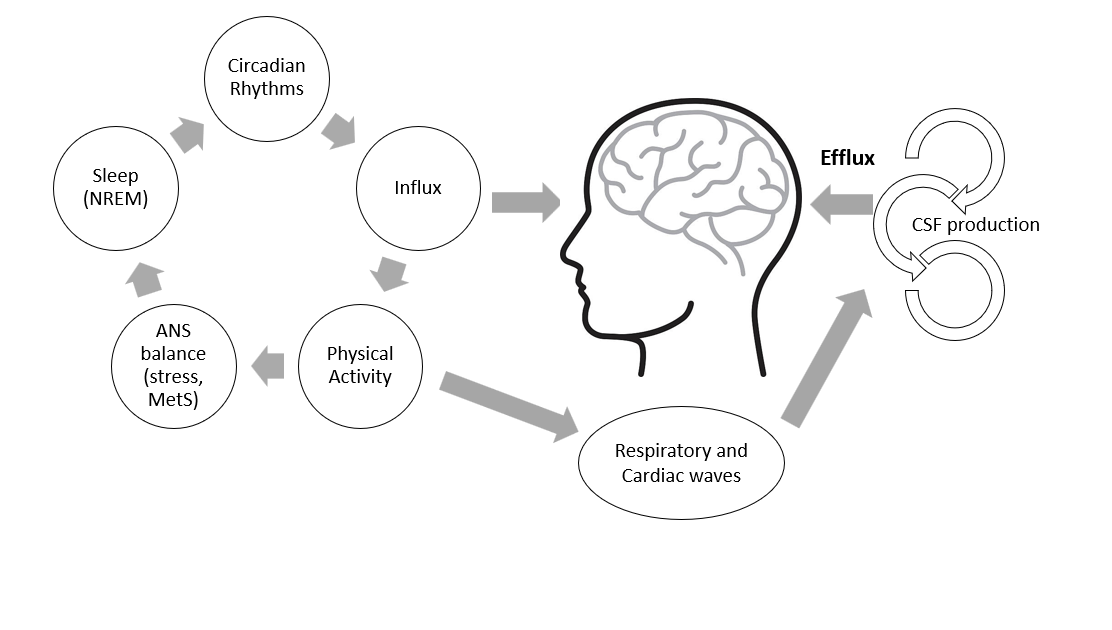 CSF circulation and lifestyle choices