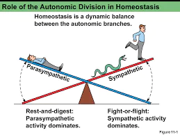 homeostasis